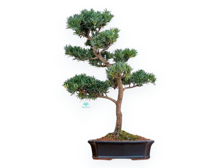 Podocarpus Macrophylla - Podocarpe - 69 cm