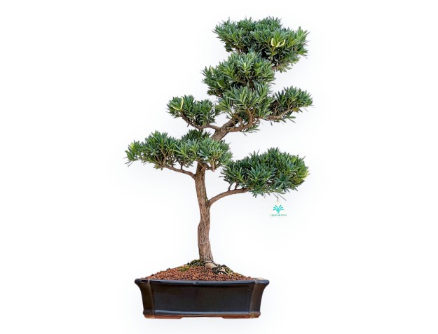 Podocarpus Macrophylla - Podocarpo - 69 cm
