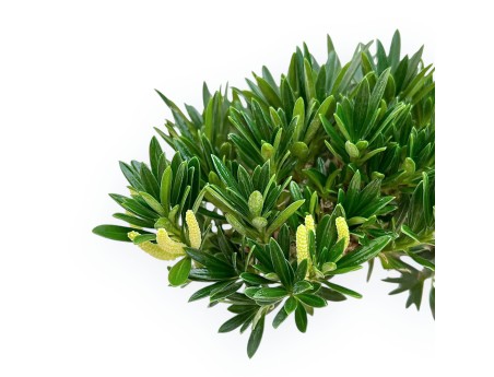 Podocarpus Macrophylla - Podokarp - 69 cm