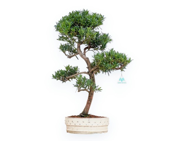 Podocarpus Macrophylla - Podocarpo - 61 cm