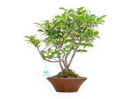 Euonymus Alatus - Evonimo - 40 cm