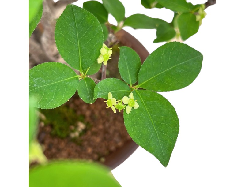 Euonymus Alatus - Evonimo - 40 cm