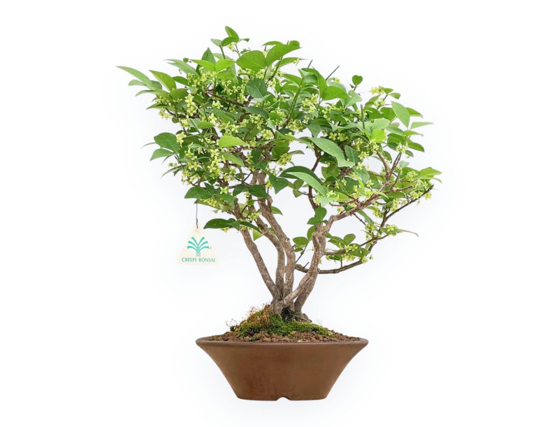 Euonymus Alatus - Evonimo - 40 cm