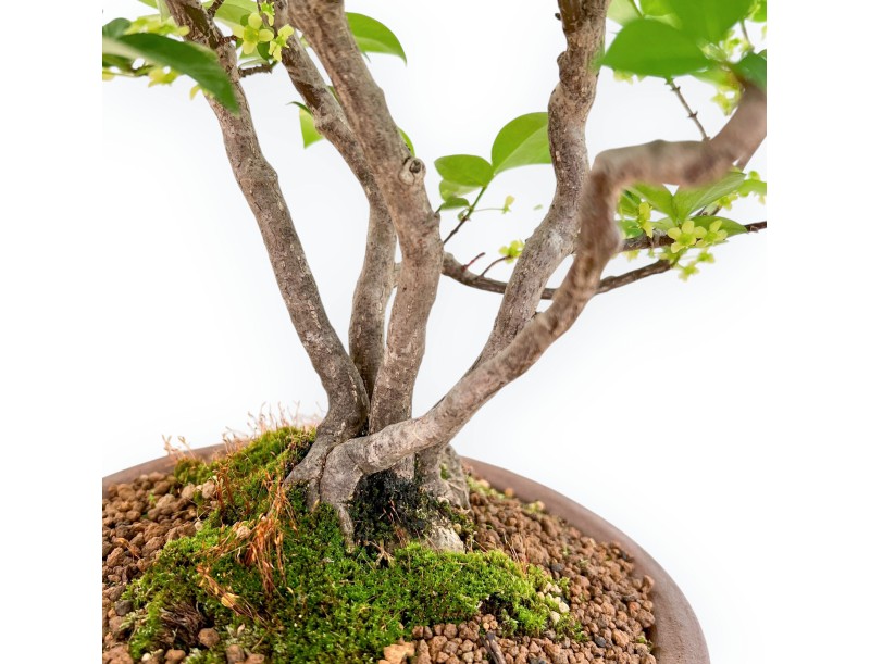 Euonymus Alatus - Evonimo - 40 cm