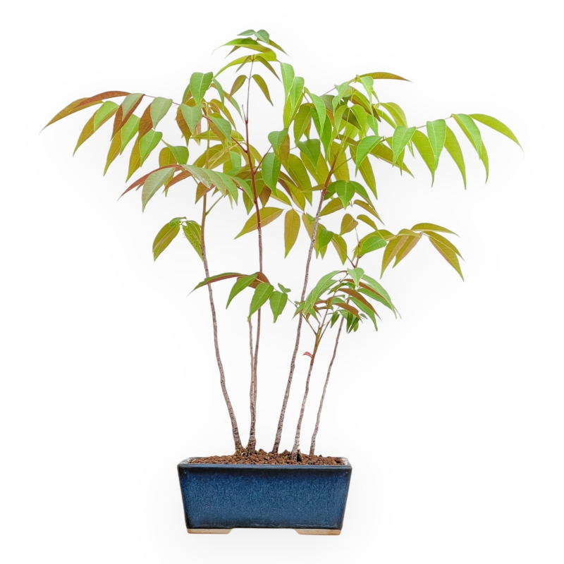 Rhus succedanea - Woodland-style outdoor bonsai