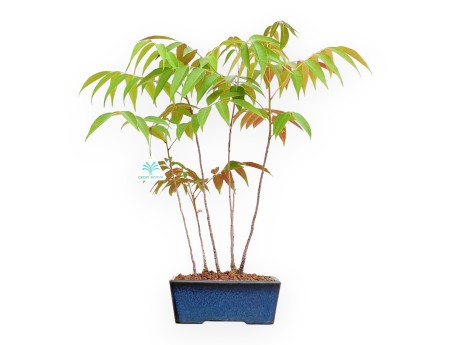 Rhus succedanea - Freilandbonsai im Waldstil