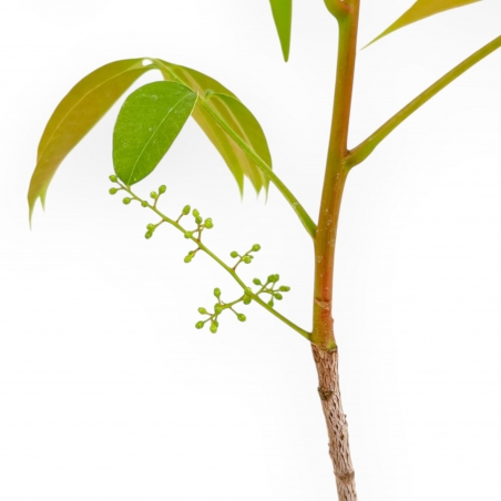 Rhus succedanea – Bonsai da esterno in stile bosco