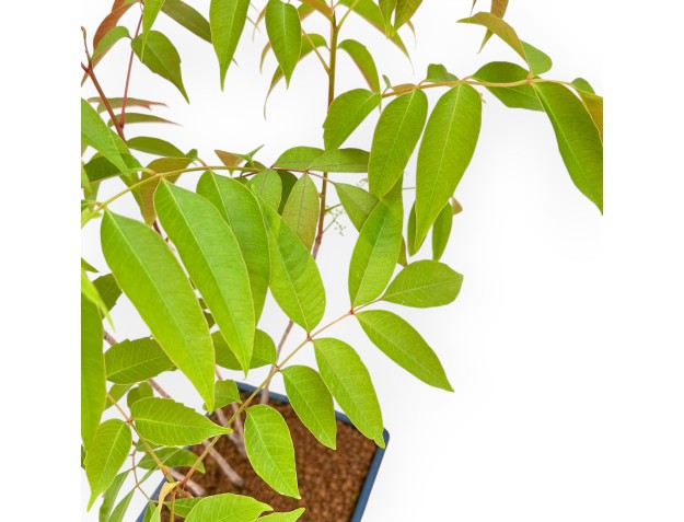 Rhus succedanea - Bonsái de exterior estilo bosque 2