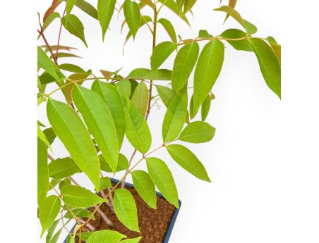 Rhus succedanea - Woodland-style outdoor bonsai