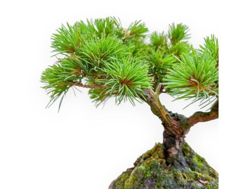 Pinus Pentaphylla Nasukomachi - Pino a cinque aghi - 20 cm