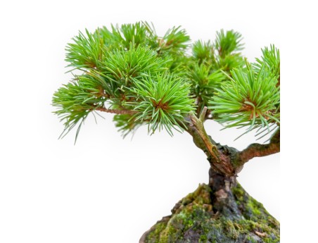 Pinus Pentaphylla Nasukomachi - Den - 20 cm