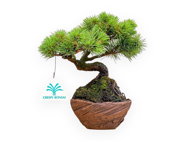 Pinus Pentaphylla Nasukomachi - Pino - 20 cm