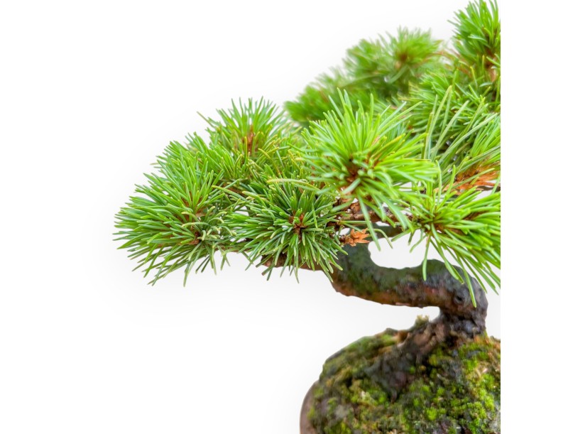 Pinus Pentaphylla Nasukomachi - Den - 20 cm