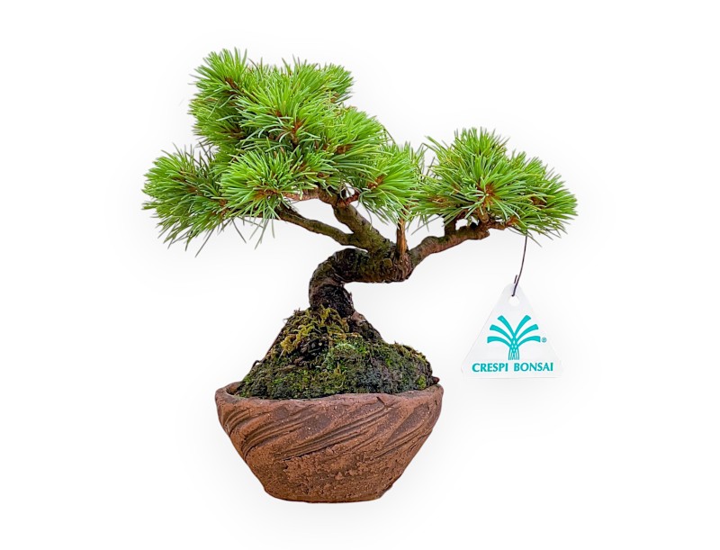 Pinus Pentaphylla Nasukomachi - Pino - 20 cm