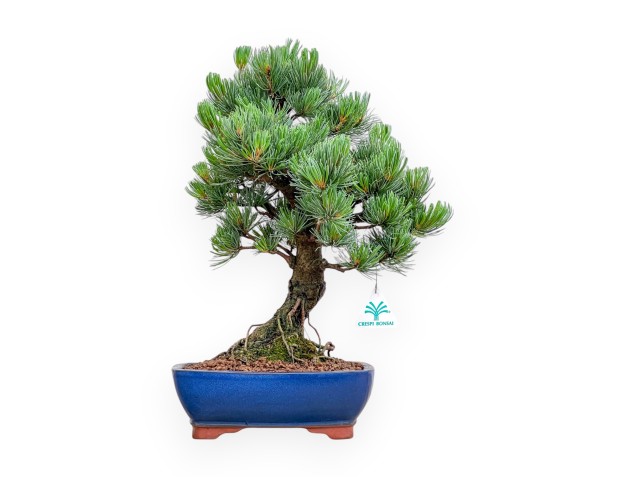 Pinus Pentaphylla - Den - 43 cm