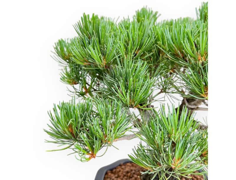 Pinus Pentaphylla - Pino - 36 cm