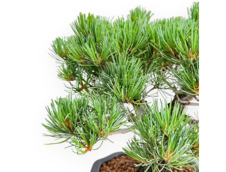 Pinus Pentaphylla - Pino - 36 cm