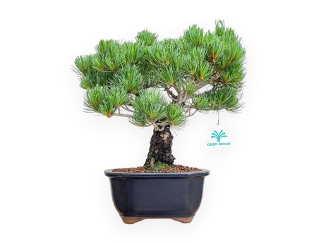 Pinus Pentaphylla - Pin à cinq aiguilles - 36 cm