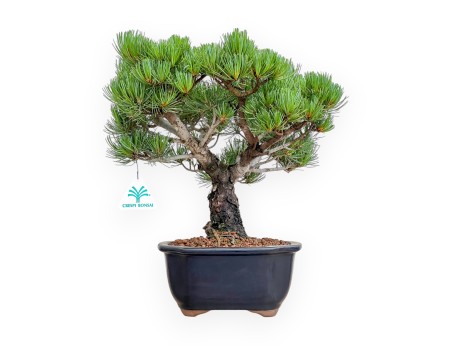 Pinus Pentaphylla - Pin à cinq aiguilles - 36 cm