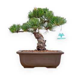 Pinus Pentaphylla Parviflora - Den - 27 cm