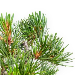 Pinus Pentaphylla Parviflora - Den - 29 cm