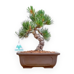 Pinus Pentaphylla Parviflora - Den - 29 cm