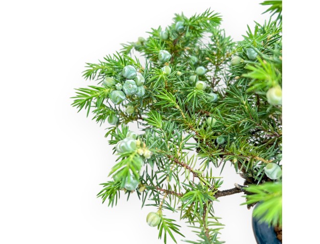 Juniperus Rigida - Wacholder - 33 cm 2