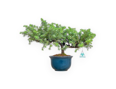 Juniperus Rigida - Juniper - 33 cm