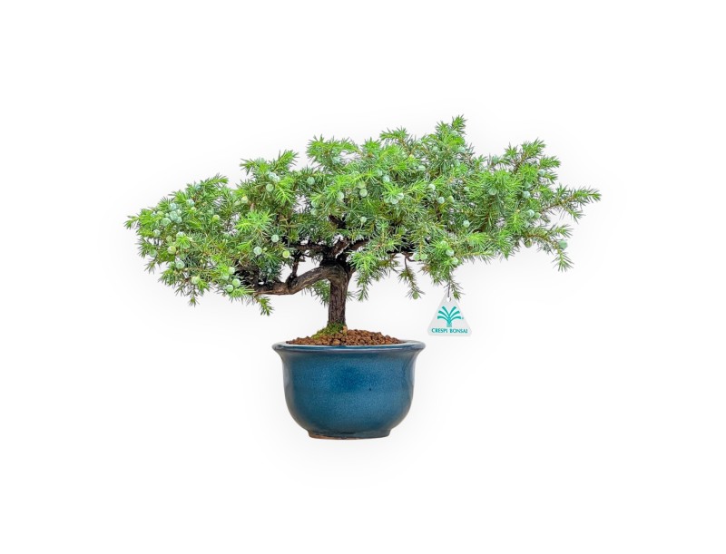 Juniperus Rigida - Juniper - 33 cm