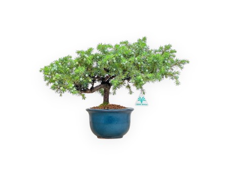 Juniperus Rigida - Juniper - 33 cm
