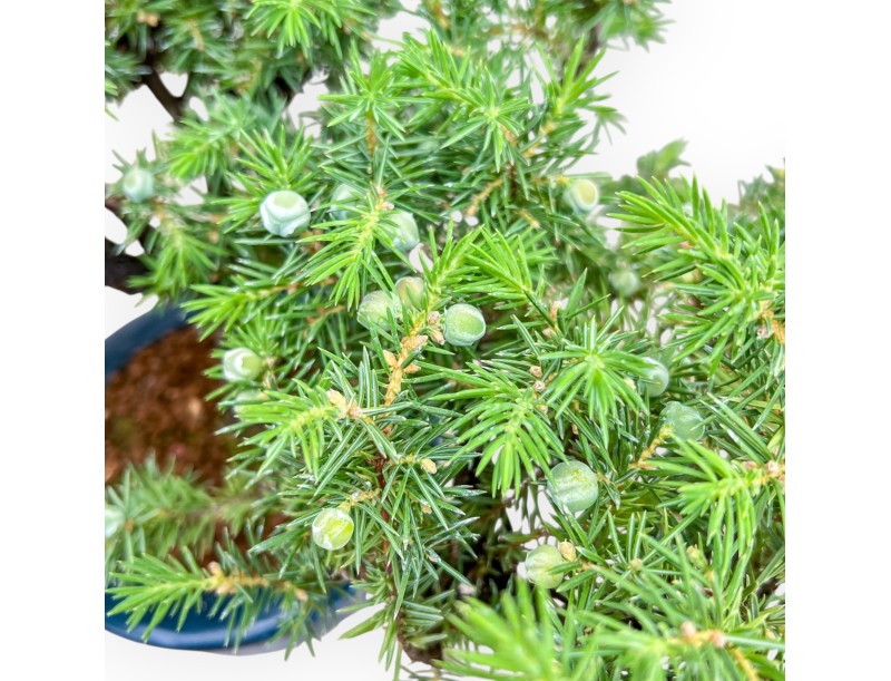 Juniperus Rigida - Juniper - 33 cm