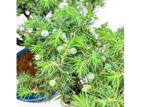 Juniperus Rigida - Juniper - 33 cm