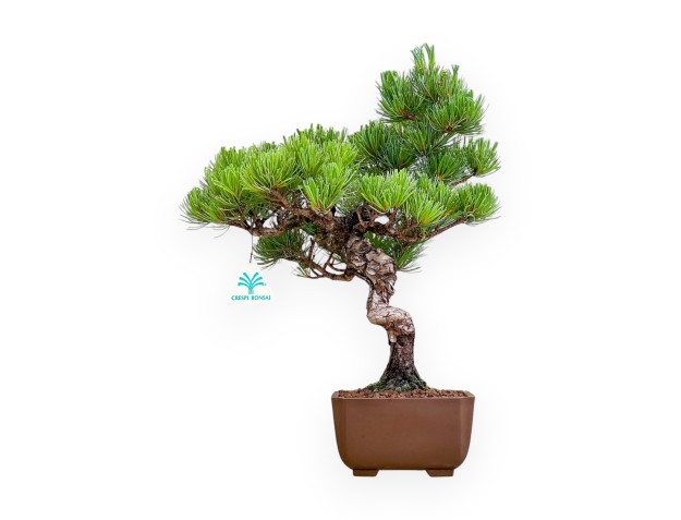 Pinus Pentaphylla - Den - 40 cm