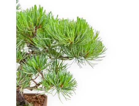 Pinus Pentaphylla - Pino a cinque aghi - 40 cm