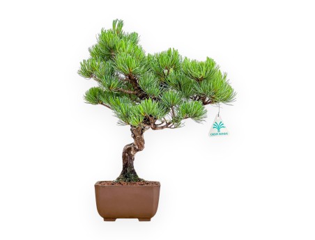 Pinus Pentaphylla - Den - 40 cm