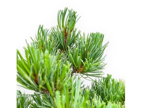 Pinus Pentaphylla - Pine five needles - 40 cm