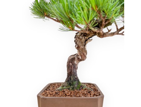 Pinus Pentaphylla - Pino - 40 cm