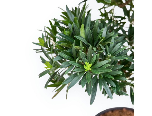 Podocarpus Macrophylla - Podocarp - 53 cm 2