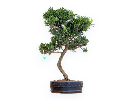 Podocarpus Macrophylla - Podocarpo - 53 cm