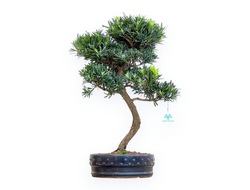 Podocarpus Macrophylla - Podokarp - 53 cm