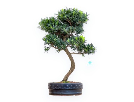 Podocarpus Macrophylla - Podokarp - 53 cm