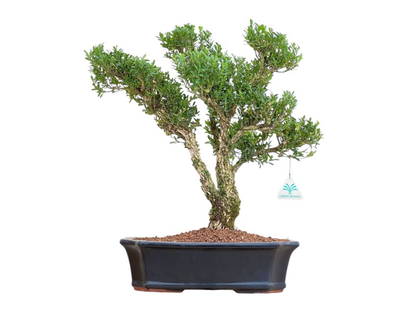 Buxus Harlandii - Buis - 48 cm