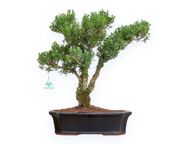 Buxus Harlandii - Buxus - 48 cm
