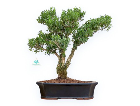 Buxus Harlandii - Boj - 48 cm