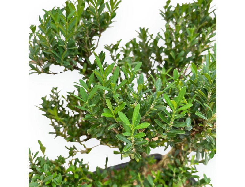Buxus Harlandii - Buxus - 48 cm