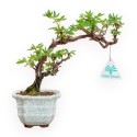 Potentilla Fruticosa - 23 cm
