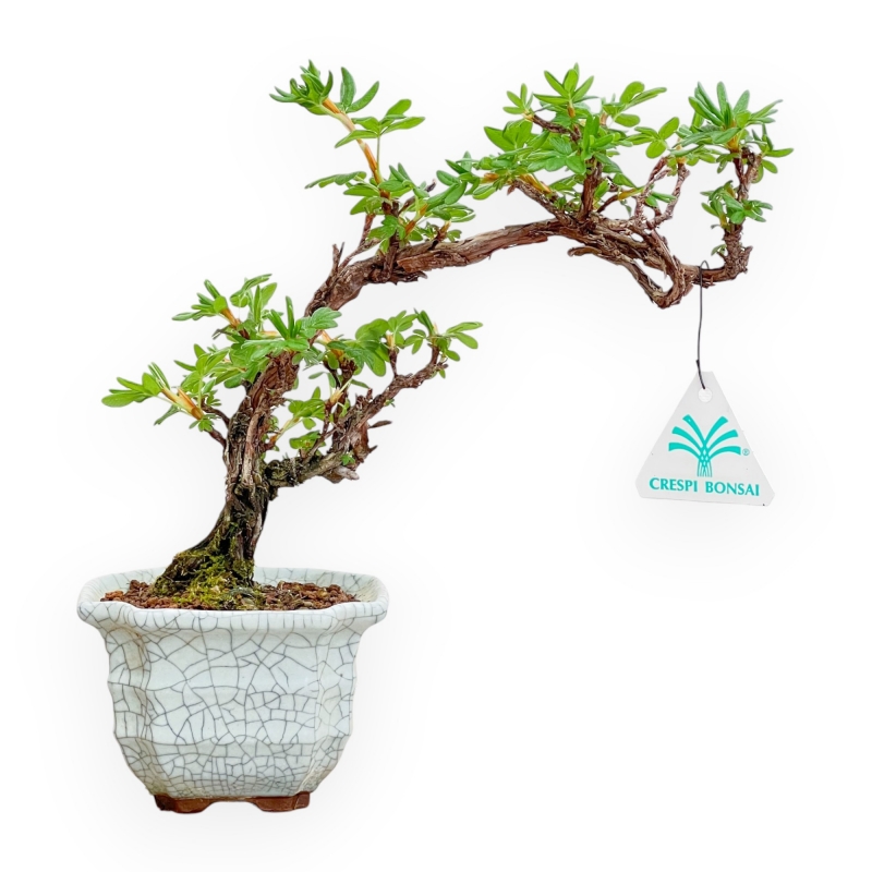 Potentilla Fruticosa - 23 cm