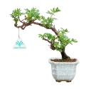 Potentilla Fruticosa - 23 cm