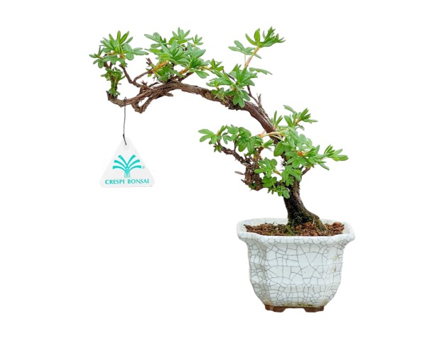 Potentilla Fruticosa - 23 cm