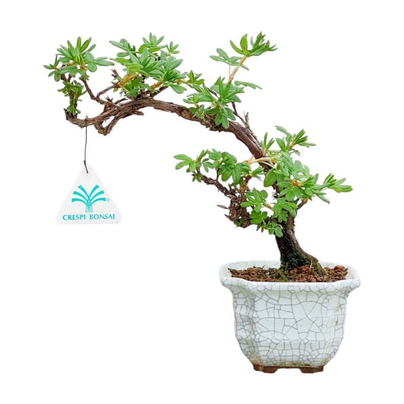 Potentilla Fruticosa - 23 cm